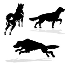 Wall Mural - silhouette hunt dogs on white background