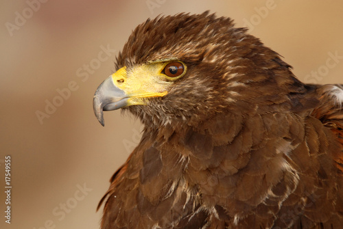 Plakat na papierze fotorealistycznym American Eagle
