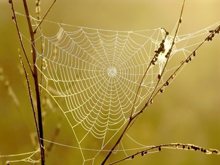 Fotomurales - spider web on a meadow in the rays of the rising sun