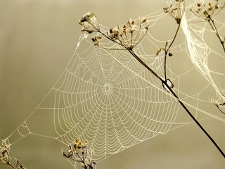 Fotomurales - Spider web on a meadow in the rays of the rising sun