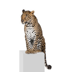 Sticker - Leopard, sitting on pedestal in front of white background