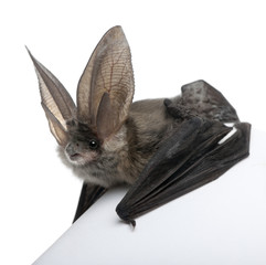 Grey long-eared bat, in front of white background, studio shot