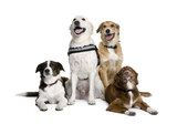 Fototapeta Zwierzęta - Group of bastard dogs sitting in front of white background