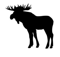 Wall Mural - silhouette moose isolated on white background