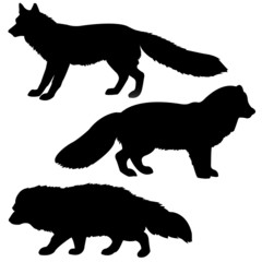 Wall Mural - . silhouette polar fox, badger, vixens