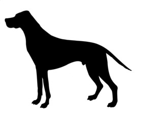 Wall Mural - silhouette beagle isolated on white background