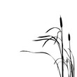 silhouette of the reed isolated on white background
