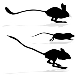 Wall Mural - silhouettes of the jerboa and rats on white background