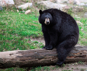 American Black Bear Sitting on a Tree Trunk