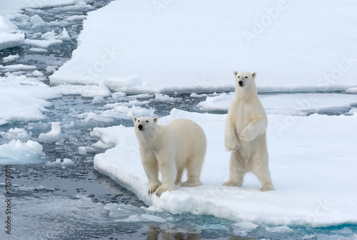 Plakat na papierze fotorealistycznym Niedźwiedzie polarne