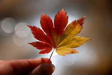 Autumnal Leaf Of Maple