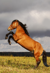 Wall Mural - prancing stallion