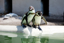 Penguins Laughing2