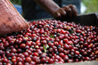 Coffee beans - Guatemala