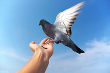 Pigeon On Hand