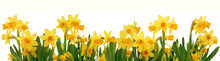 Spring Daffodils Border