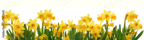 Spring daffodils border