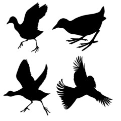 Wall Mural - silhouette of the birds on white background