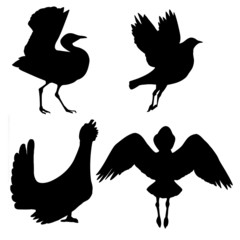 Poster - silhouette of the birds on white background