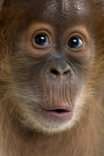 Baby Sumatran Orangutan (4 Months Old)