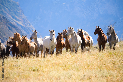 Naklejka dekoracyjna A herd of horses