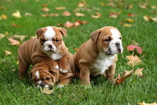 Litter Of Three English Bulldog Puppies In Leaves