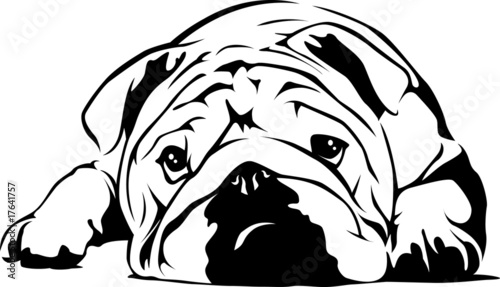 Obraz na płótnie canvas czteroczęściowy "tetraptyk" Bulldog Angielski