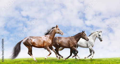 Obraz w ramie herd galloping in field