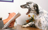 Fototapeta Psy - setter anglais chez le psy pour chiens - consultation
