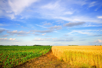 Wall Mural - Wheat and corn