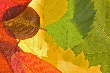 Wall Mural - color autumn leaf background