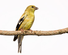 Female American Goldfinch Perch On A Branch
