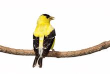 Rear View Of Male American Goldfinch