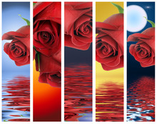 Vertical Banners With Red Roses