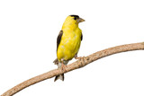 Fototapeta  - american goldfinch profiles his yellow plumage