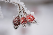 Red Rose-hip In Winter Under Snow