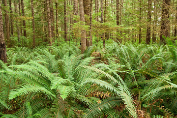 Fern forest