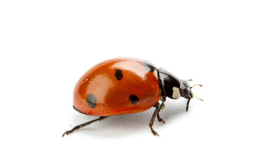 Ladybug