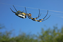 Golden Orb Web Spider (Nephila Senegalensis), South Africa