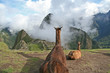 Llama's Eye View of Machu Picchu