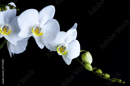 Board z aluminiowym obramowaniem Białe orchidee na czarnym tle