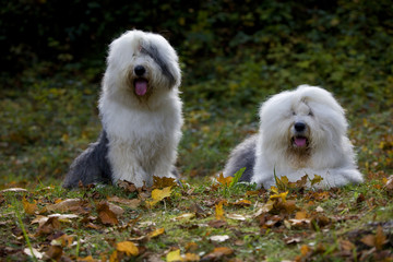  deux bobtails ensemble dans une ambiance automnale