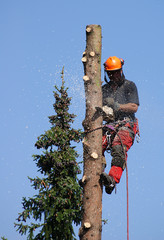 Holzfäller