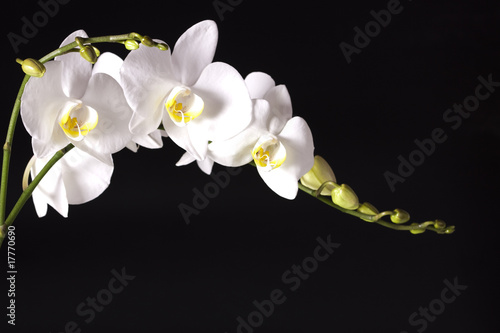 Board z aluminiowym obramowaniem Orchidea na czarnym tle