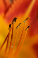 Canvas Print - flower closeup