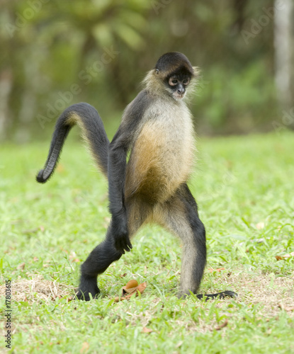spider monkey adult walking on hind legs , costa rica - Buy this ...