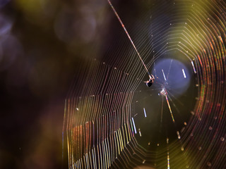 spider web