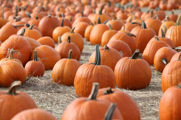 large pumpkins