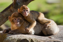 Barbary Ape And Baby