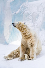 Young Polar Bear Looking Around